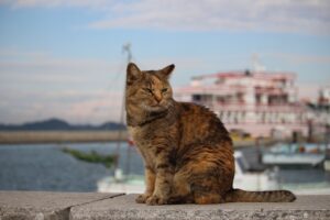 男木島の猫の写真
