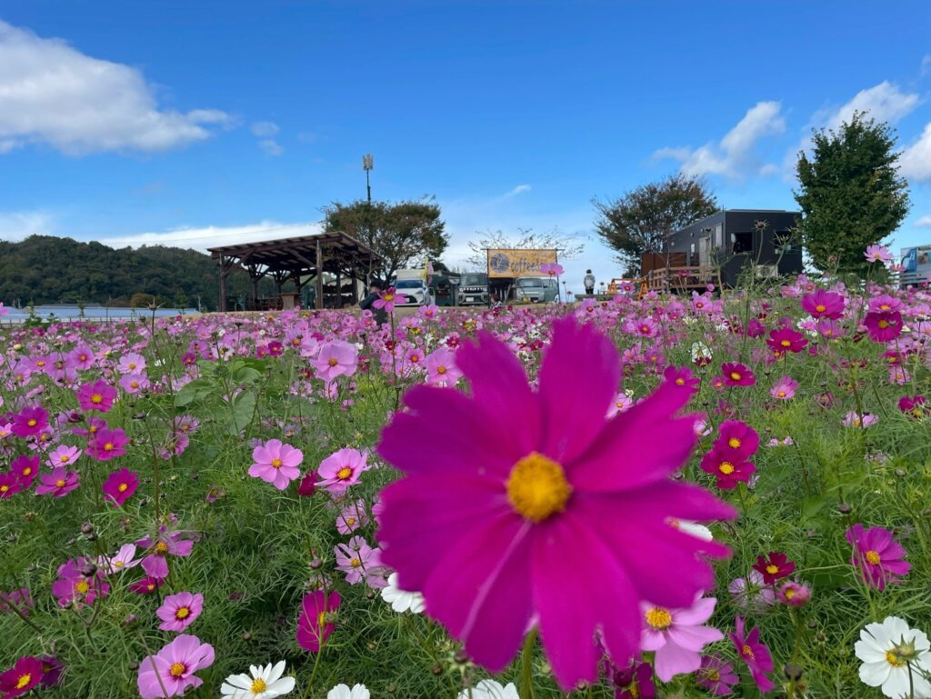 コスモス畑の写真