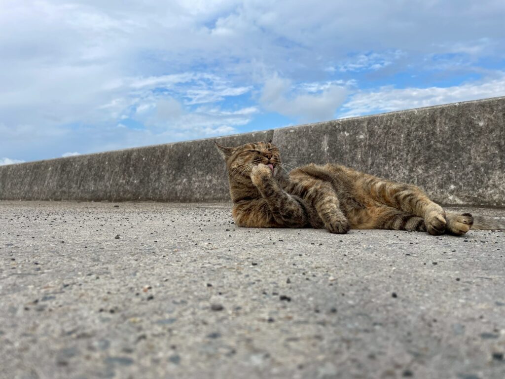 港付近の猫の写真