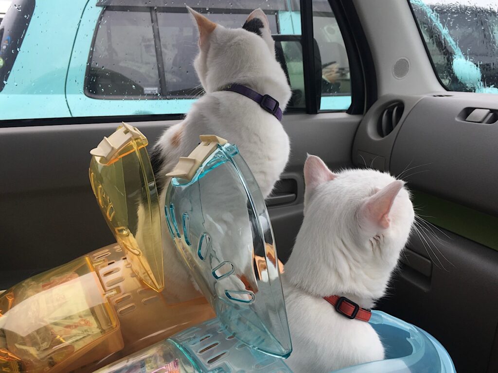車内待機中の猫の様子
