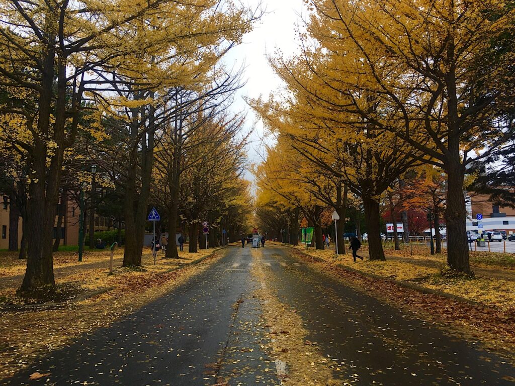 北海道大学のイチョウ並木