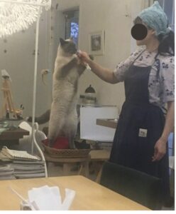 店主さんからおやつをもらう猫