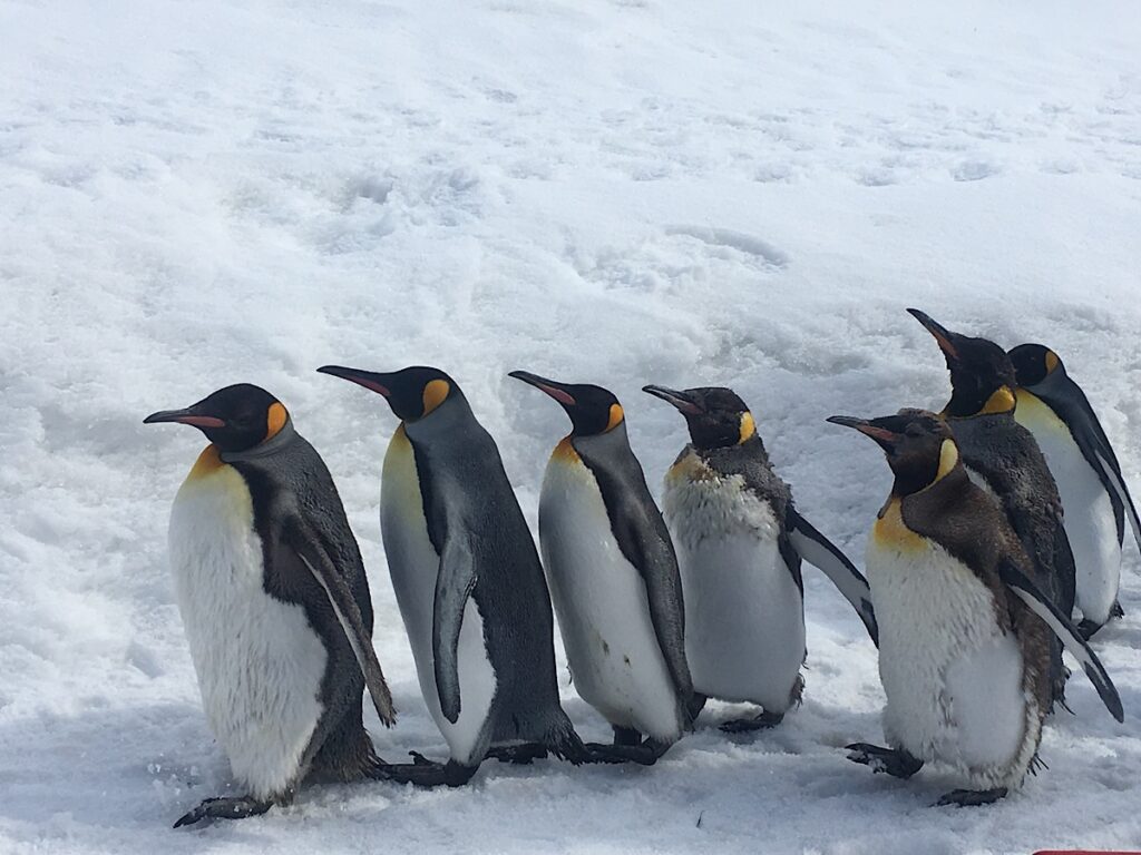 旭山動物園のペンギンのさんぽ