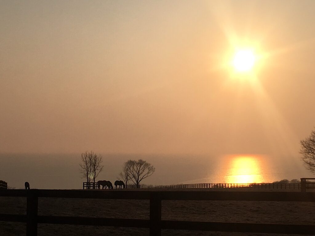静内の馬と海と夕陽