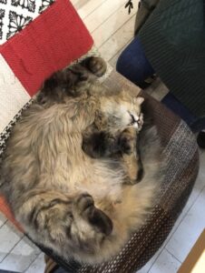 店内でくつろぐ猫