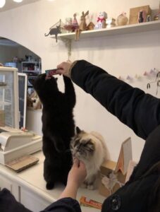 チュールをもらう猫たち