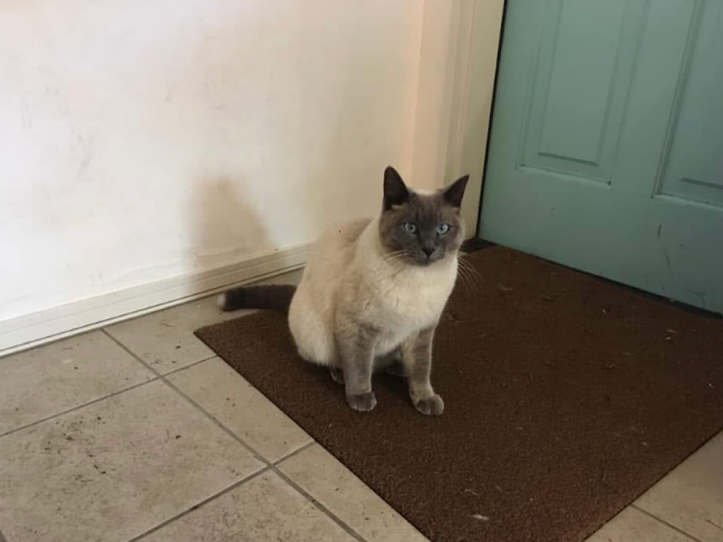 玄関前の猫
