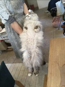 店主さんに抱かれてる猫